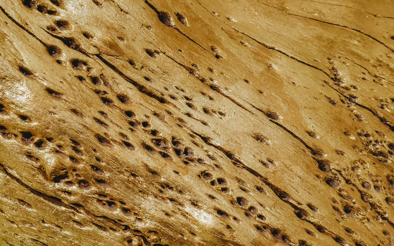 dégâts des termites sur un plancher en bois