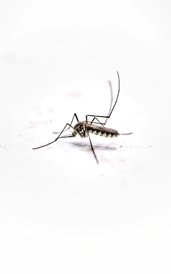 moustique vue de très près