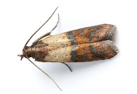 Image d'une Mite alimentaires