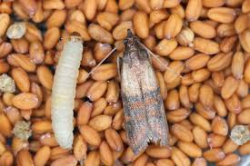 Mite alimentaire et larve