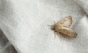 Image d'une mite vestimentaire