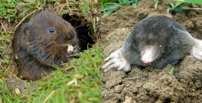 Différence taupes et campagnol