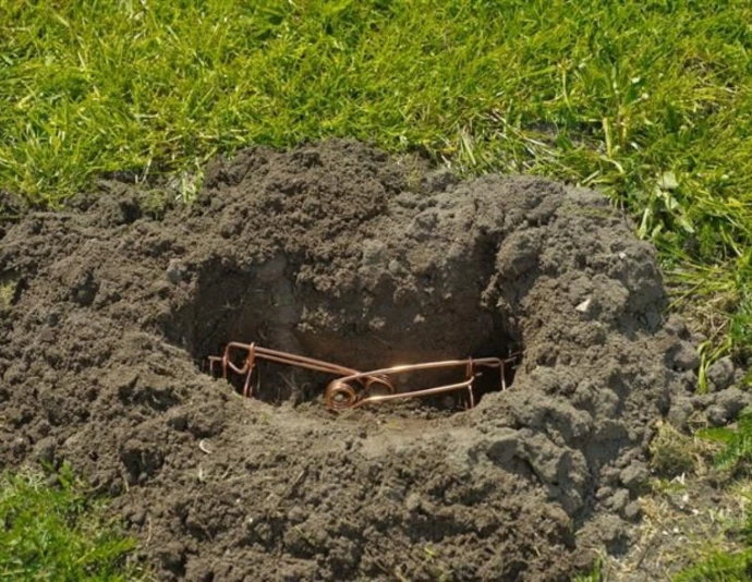 Piège putange Taupes