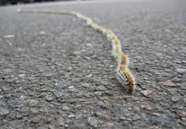 Image de chenilles processionnaires en Seine et Marne 