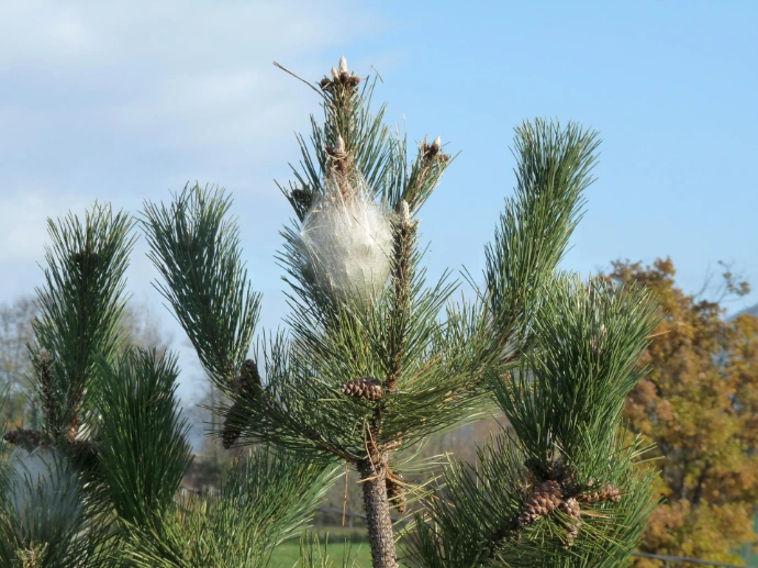 Image de nid de chenilles processionnaires du pin dans un pin en Seine et Marne