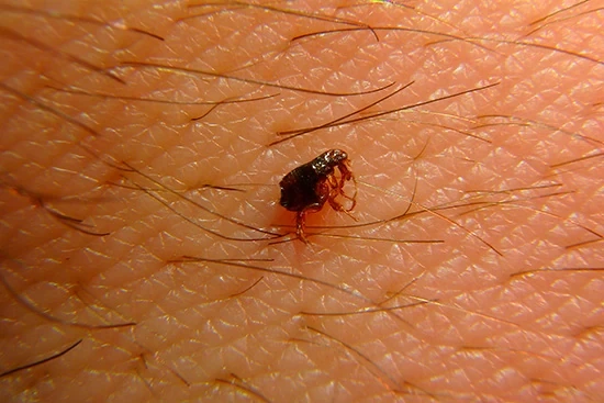 Image d'une puce en Seine et Marne