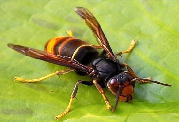 Frelon asiastique