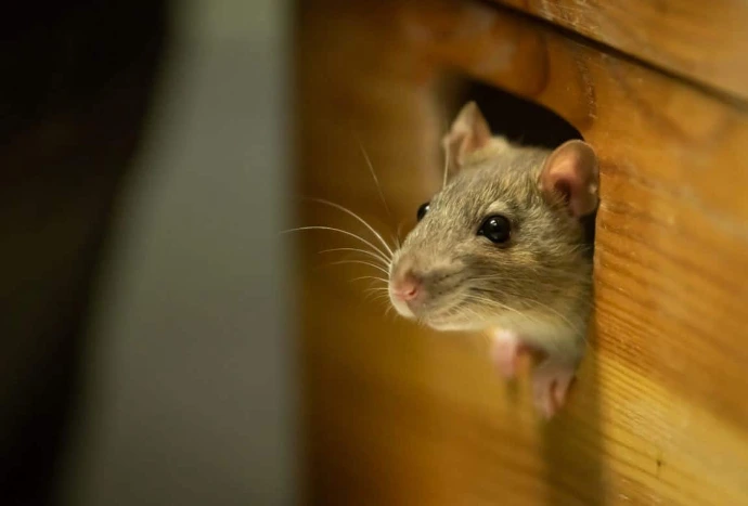 dératisation souris seine et marine nettox