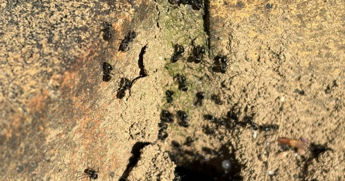 colonie de fourmis