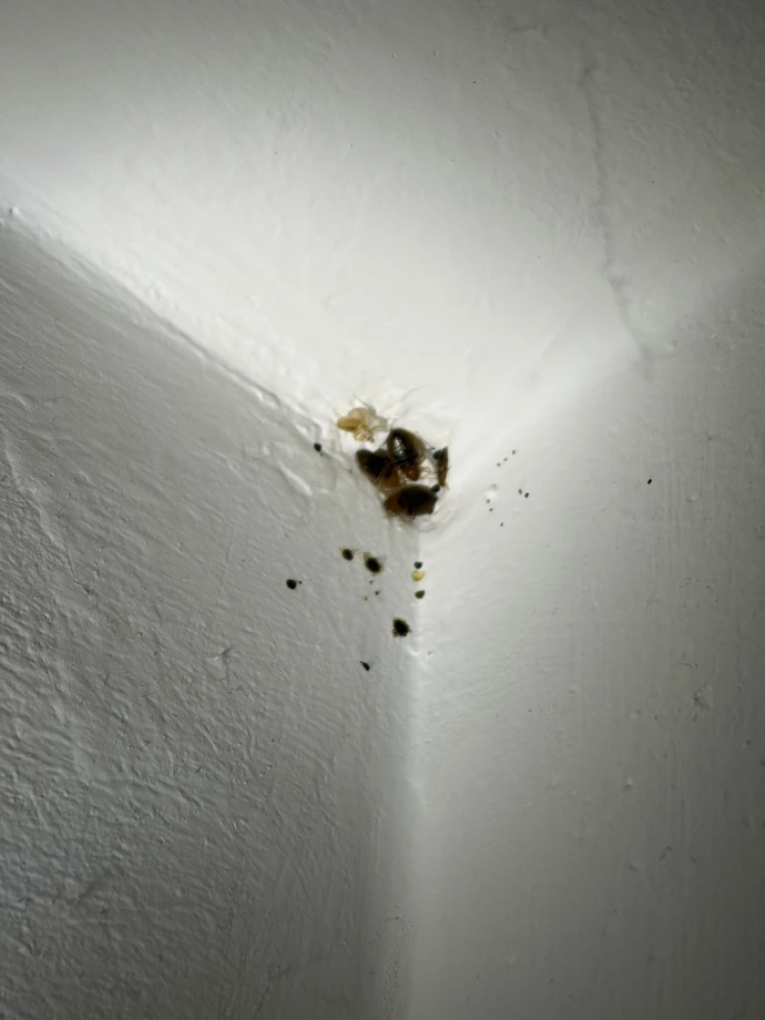 raitement punaises de lit en appartement à paris urgence appartement meublé touristique