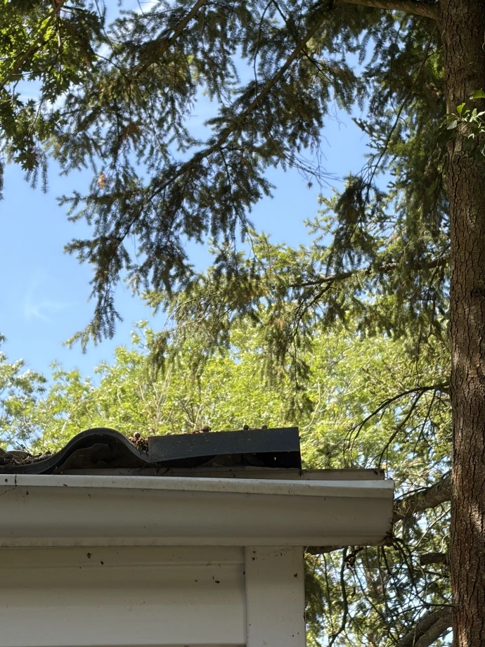 deratisation a crecy la chapelle toiture infestée par les rats