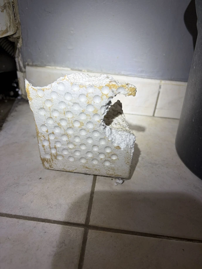 Dégâts rats Immeuble Villeneuve le Comte