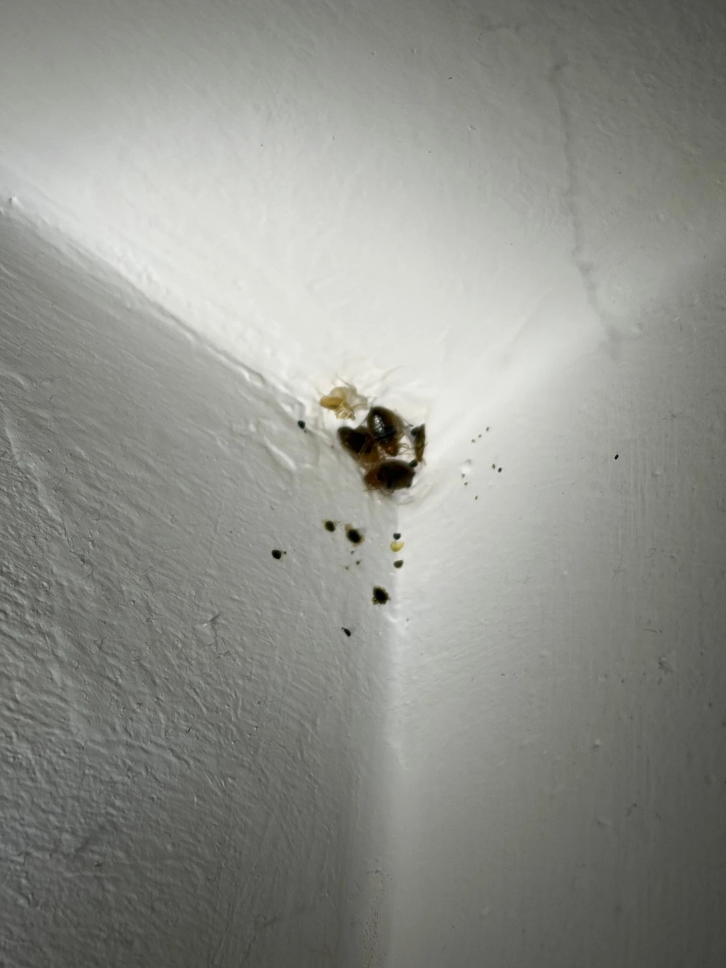 Désinsectisation pulvérisation nid de punaises de lit appart hotel à Paris