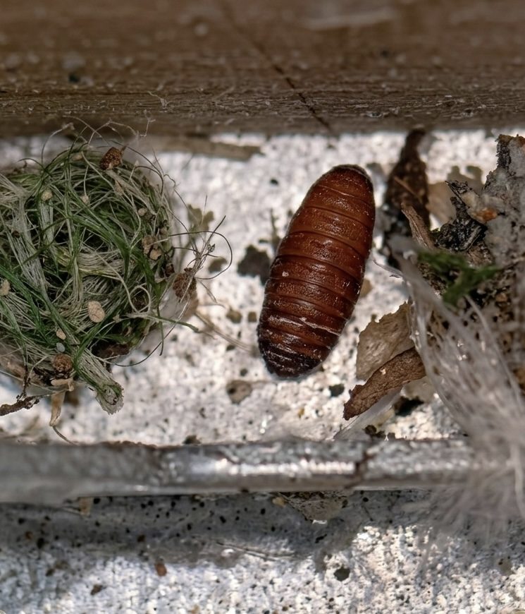 Œufs de mouches sur une terrasse à Pontault-Combault, désinsectisation Nettox