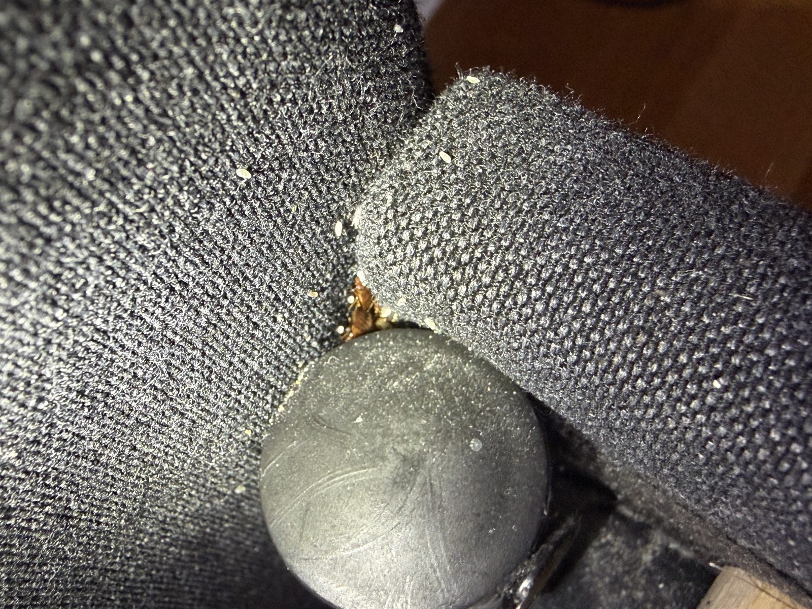 Punaise de lit adulte repérée lors de l'inspection d'un couchage à Bussy-Saint-Georges, Nettox