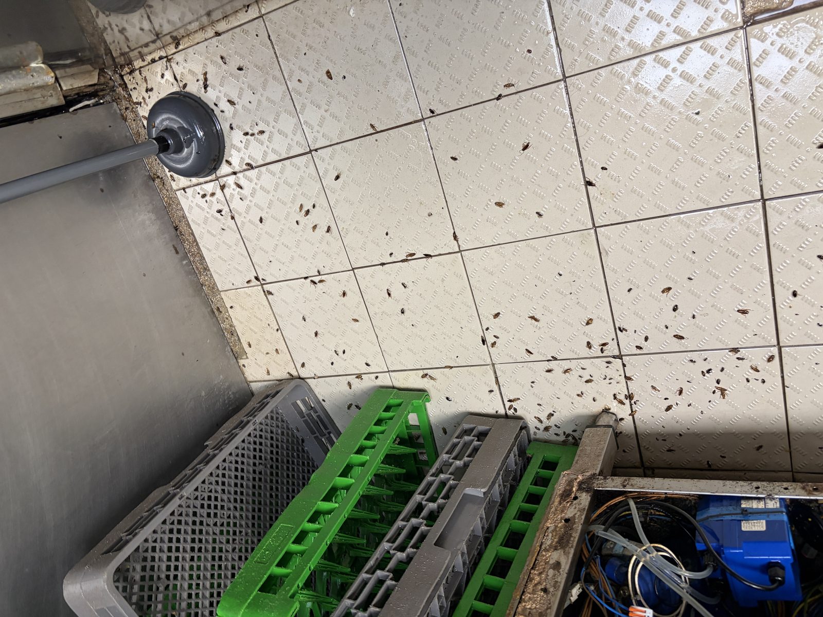 Blattes germaniques regroupées dans une cuisine professionnelle à Bussy-Saint-Georges, avant traitement Nettox