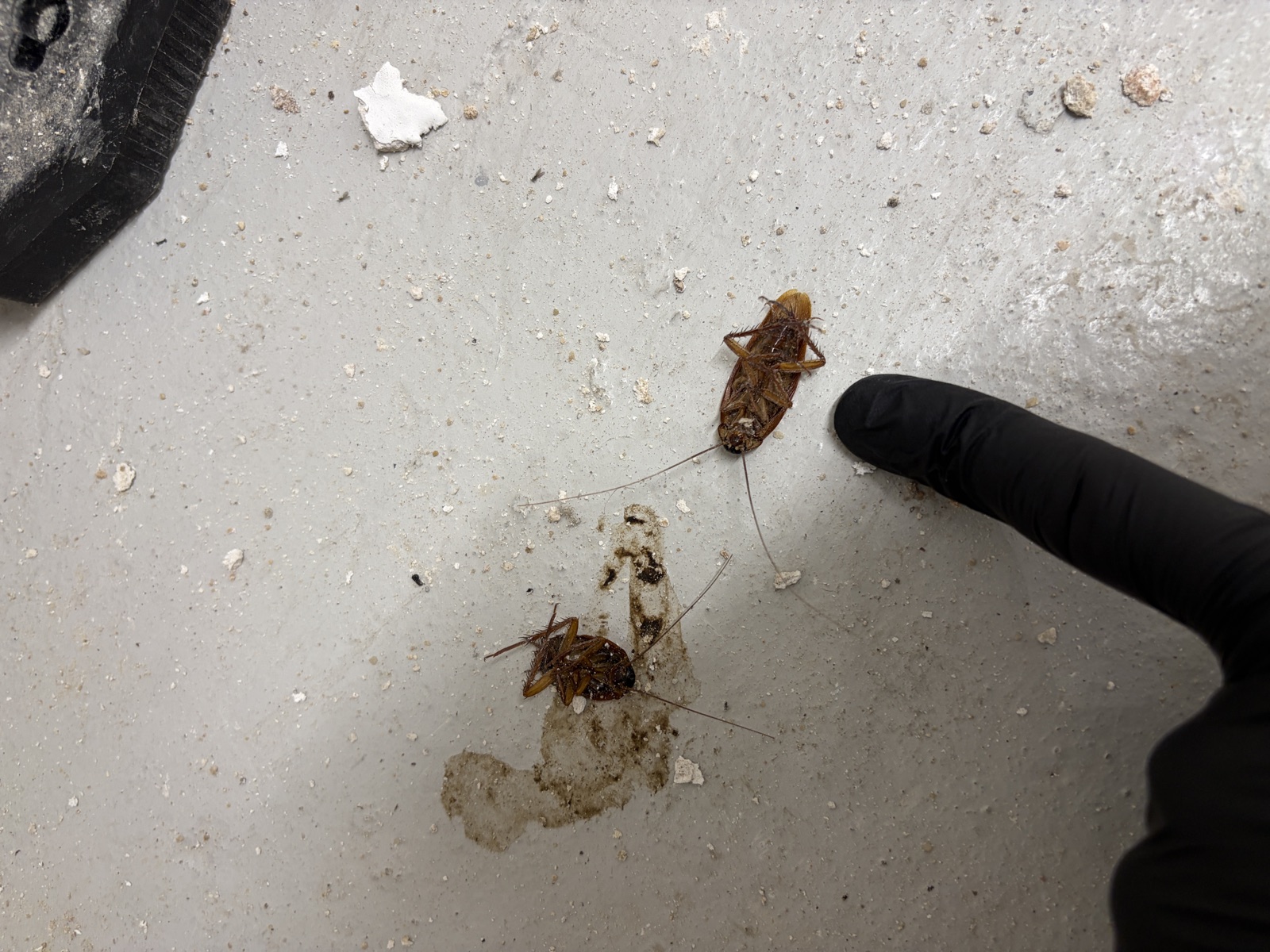 Micro-nébulisation d'insecticide dans la cuisine d'un restaurant à Melun