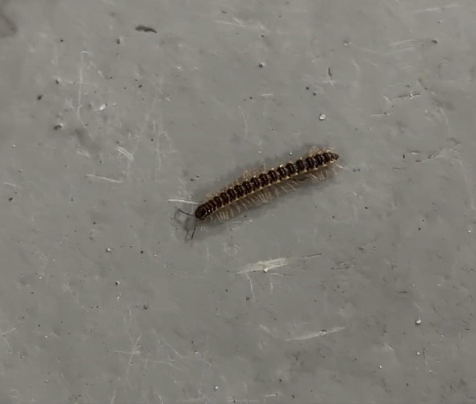 Iules sur une terrasse de copropriété à Pontault-Combault