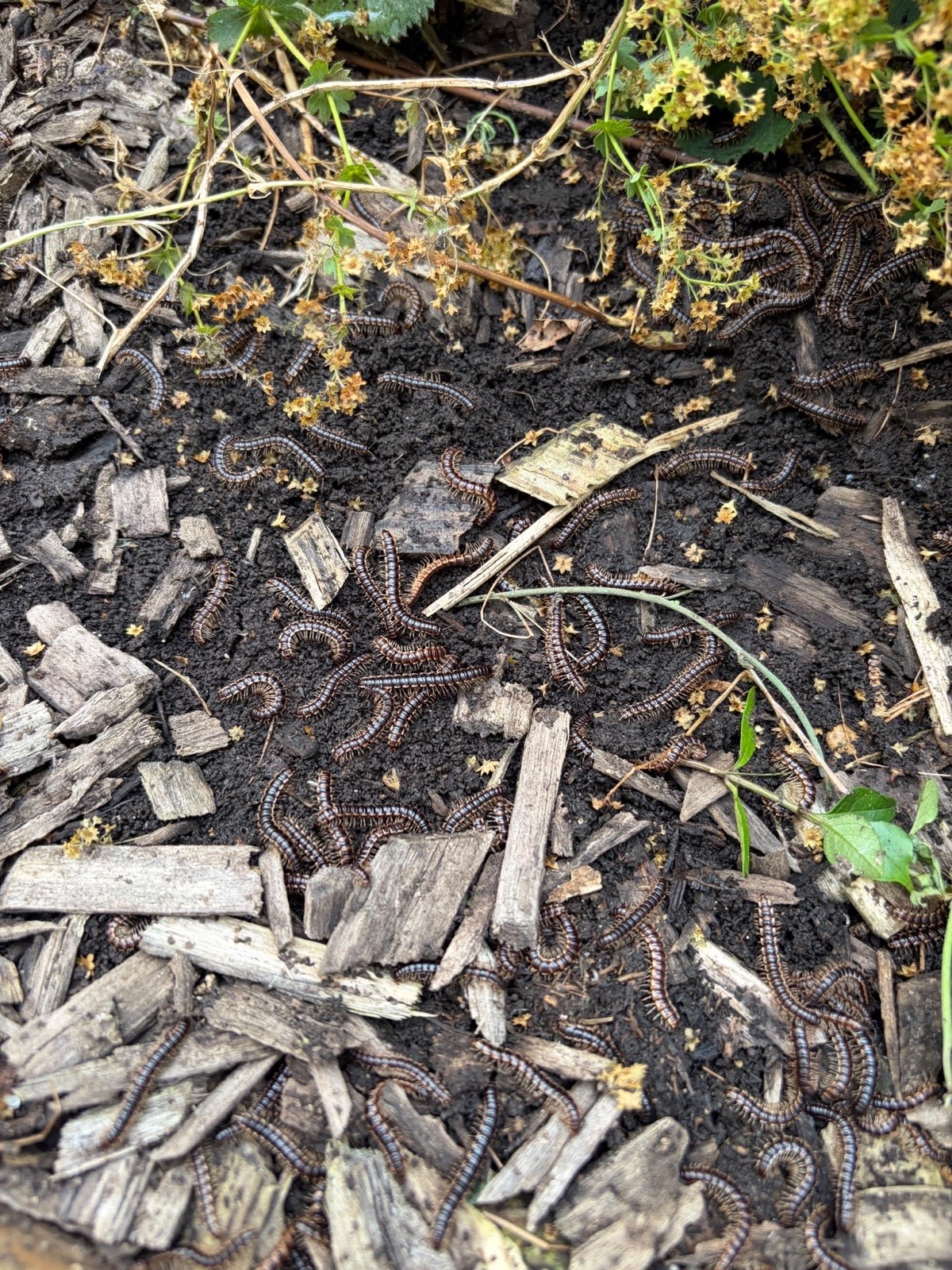Espace commun d'une copropriété à Pontault-Combault, source de l'infestation d'iules
