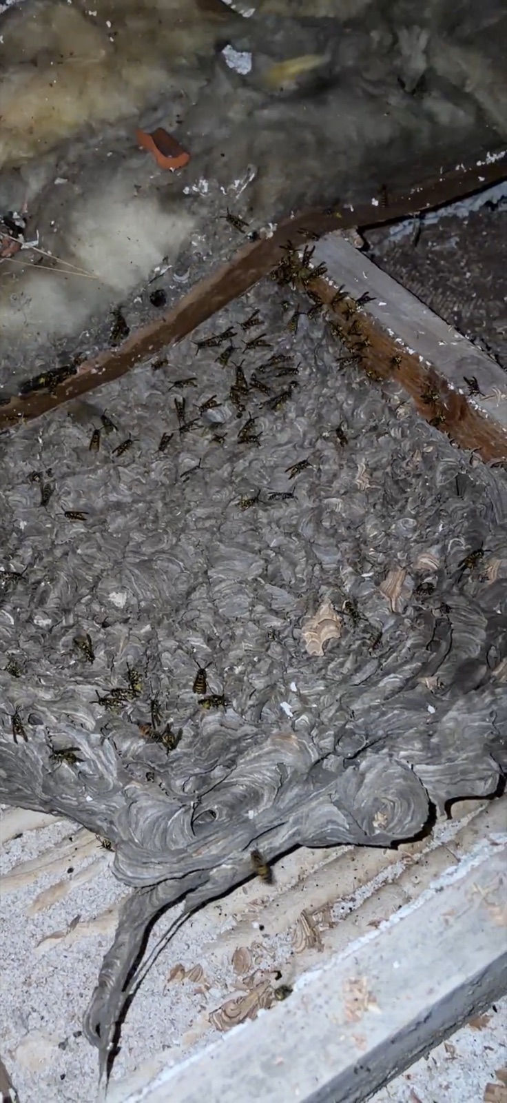 Détection d'un nid de guêpes à la caméra thermique dans une toiture à Noisy-le-Grand