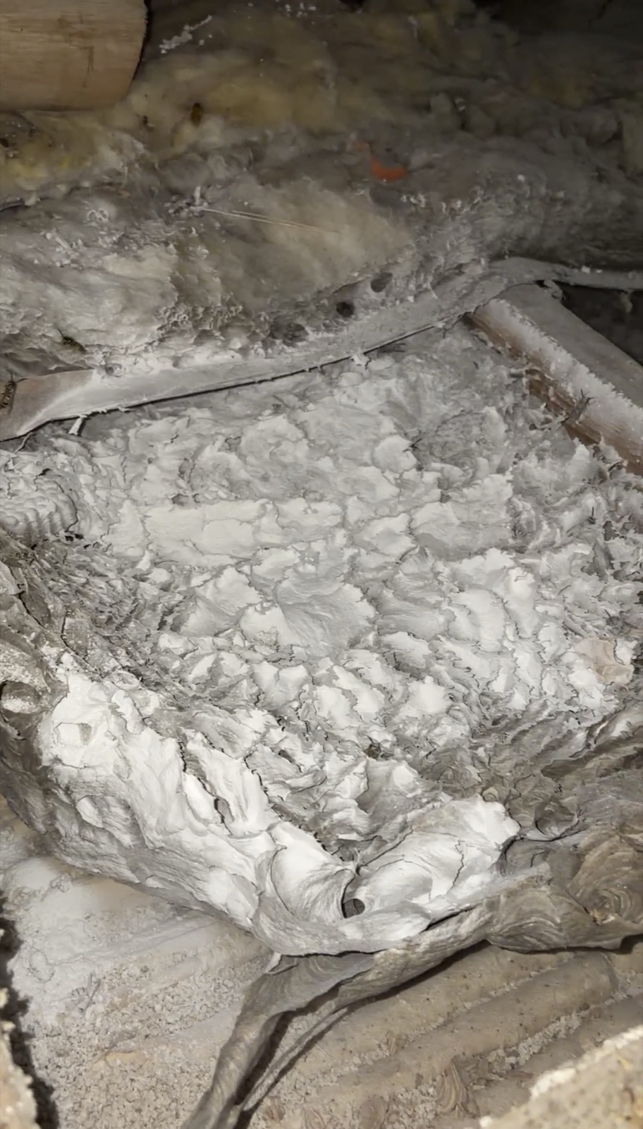 Nid de guêpes de 40 cm retiré d'une toiture à Noisy-le-Grand