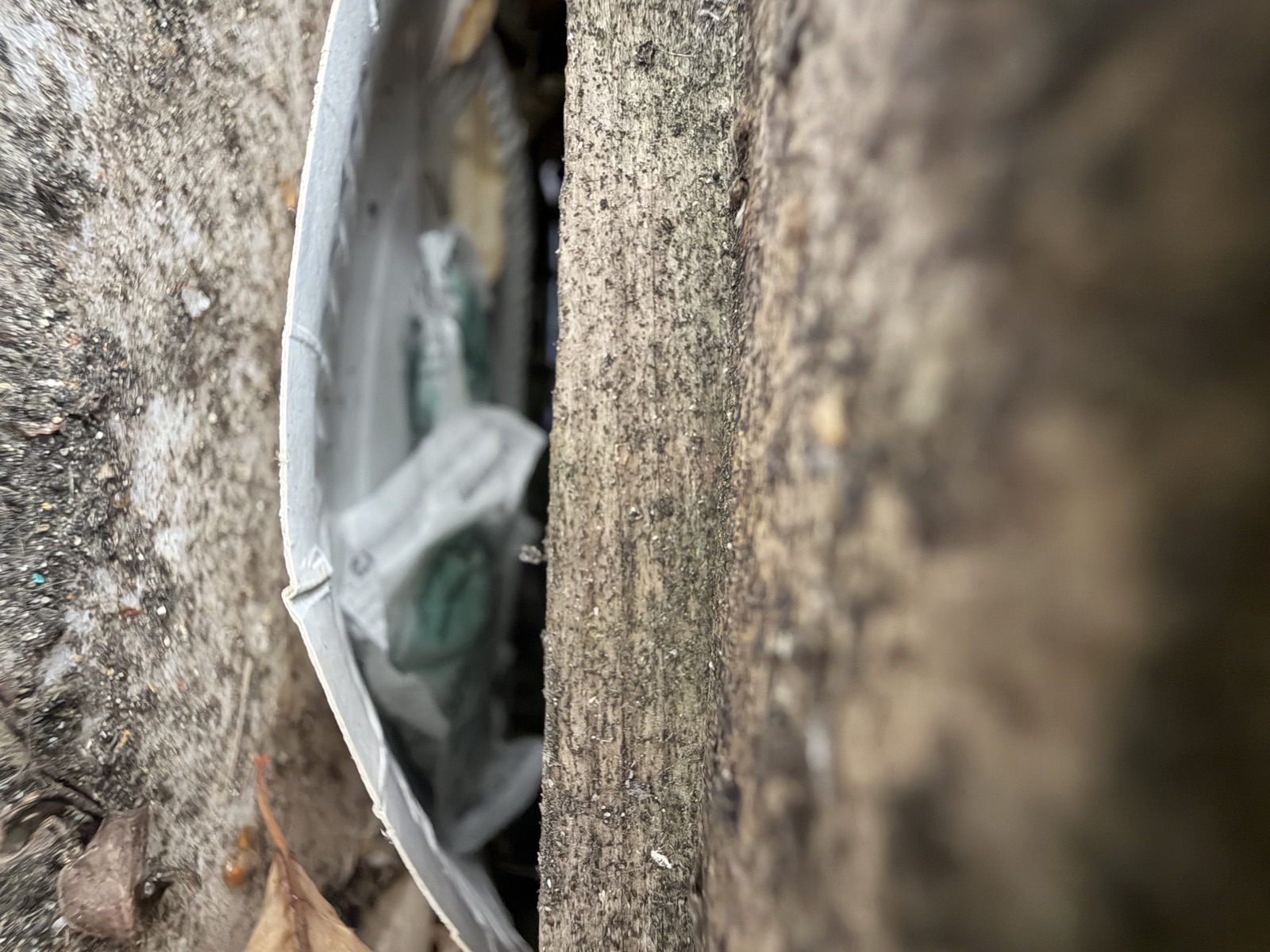 Trou d'accès d'un nid de frelons dans un mur, Bailly-Romainvilliers
